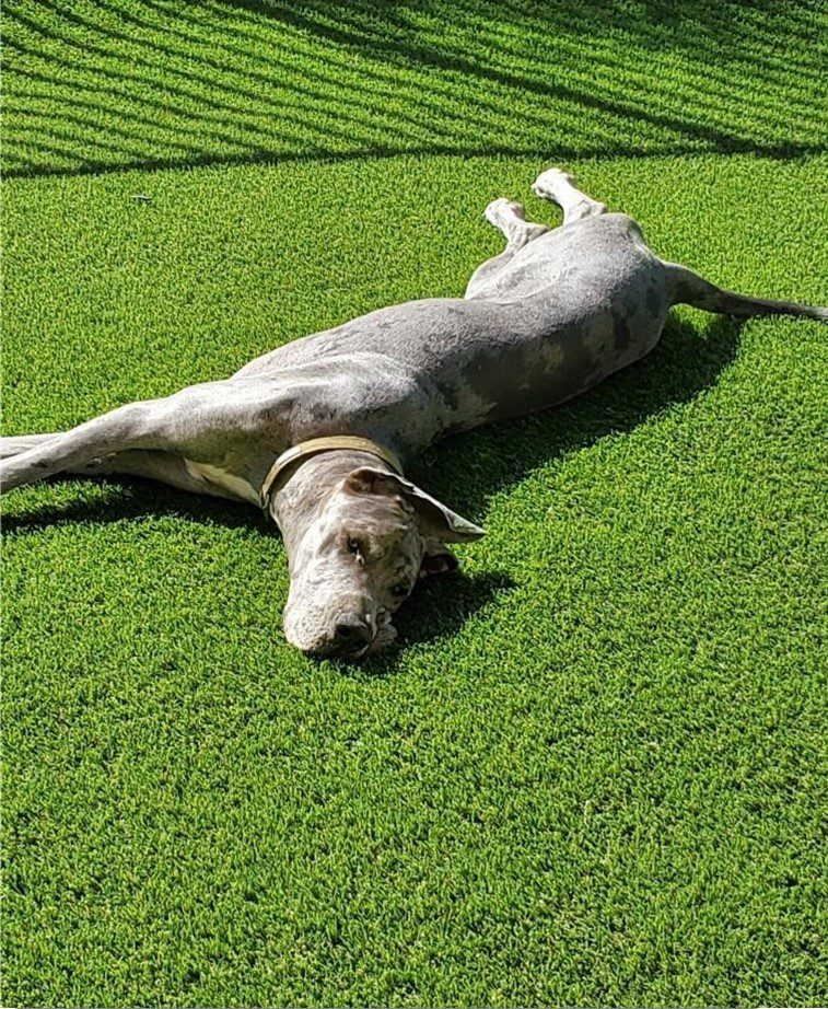 Pet Turf Landscape System for Backyards, Kennels, Dog Parks, Riverside